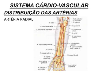 SISTEMA CÁRDIO-VASCULAR
DISTRIBUIÇÃO DAS ARTÉRIAS
ARTÉRIA RADIAL
 