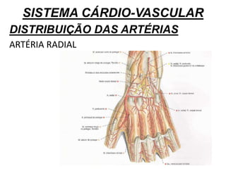 SISTEMA CÁRDIO-VASCULAR
DISTRIBUIÇÃO DAS ARTÉRIAS
ARTÉRIA RADIAL
 