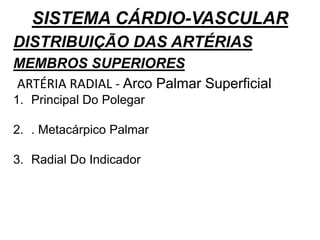SISTEMA CÁRDIO-VASCULAR
DISTRIBUIÇÃO DAS ARTÉRIAS
MEMBROS SUPERIORES
ARTÉRIA RADIAL - Arco Palmar Superficial
1. Principal Do Polegar
2. . Metacárpico Palmar
3. Radial Do Indicador
 