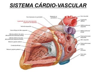 SISTEMA CÁRDIO-VASCULAR
 