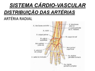 SISTEMA CÁRDIO-VASCULAR
DISTRIBUIÇÃO DAS ARTÉRIAS
ARTÉRIA RADIAL
 