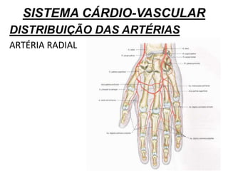 SISTEMA CÁRDIO-VASCULAR
DISTRIBUIÇÃO DAS ARTÉRIAS
ARTÉRIA RADIAL
 