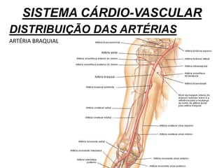 SISTEMA CÁRDIO-VASCULAR
DISTRIBUIÇÃO DAS ARTÉRIAS
ARTÉRIA BRAQUIAL
 