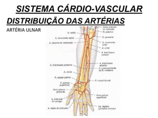 SISTEMA CÁRDIO-VASCULAR
DISTRIBUIÇÃO DAS ARTÉRIAS
ARTÉRIA ULNAR
 