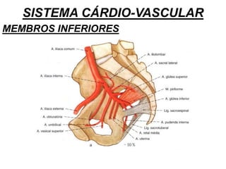 SISTEMA CÁRDIO-VASCULAR
MEMBROS INFERIORES
 