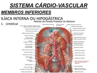 SISTEMA CÁRDIO-VASCULAR
MEMBROS INFERIORES
ILÍACA INTERNA OU HIPOGÁSTRICA
1. Umbilical
 