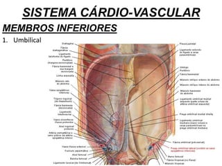 SISTEMA CÁRDIO-VASCULAR
MEMBROS INFERIORES
1. Umbilical
 