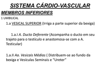 SISTEMA CÁRDIO-VASCULAR
MEMBROS INFERIORES
1 UMBILICAL
1.a VESICAL SUPERIOR (Irriga a parte superior da bexiga)
1.a.I A. Ducto Deferente (Acompanha o ducto em seu
trajeto para o testículo e anastomosa-se com a A.
Testicular)
1.a.II Aa. Vesicais Médias ( Distribuem-se ao fundo da
bexiga e Vesículas Seminais e “Ureter”
 