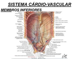 SISTEMA CÁRDIO-VASCULAR
MEMBROS INFERIORES
 