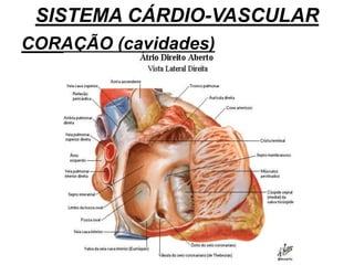 SISTEMA CÁRDIO-VASCULAR
CORAÇÃO (cavidades)
 