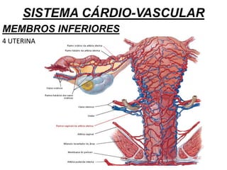 SISTEMA CÁRDIO-VASCULAR
MEMBROS INFERIORES
4 UTERINA
 