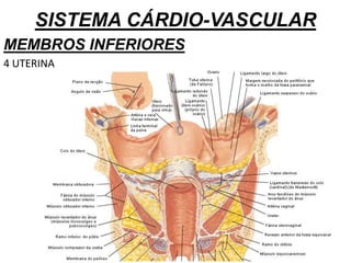 SISTEMA CÁRDIO-VASCULAR
MEMBROS INFERIORES
4 UTERINA
 