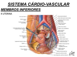 SISTEMA CÁRDIO-VASCULAR
MEMBROS INFERIORES
4 UTERINA
 
