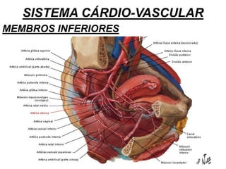 SISTEMA CÁRDIO-VASCULAR
MEMBROS INFERIORES
 