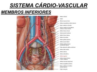 SISTEMA CÁRDIO-VASCULAR
MEMBROS INFERIORES
 