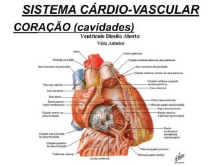 SISTEMA CÁRDIO-VASCULAR
CORAÇÃO (cavidades)
 