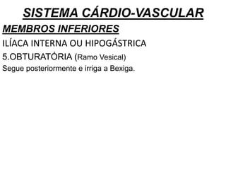 SISTEMA CÁRDIO-VASCULAR
MEMBROS INFERIORES
ILÍACA INTERNA OU HIPOGÁSTRICA
5.OBTURATÓRIA (Ramo Vesical)
Segue posteriormente e irriga a Bexiga.
 