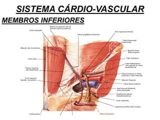 SISTEMA CÁRDIO-VASCULAR
MEMBROS INFERIORES
 