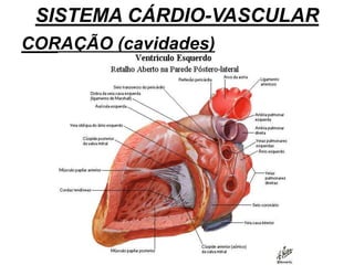 SISTEMA CÁRDIO-VASCULAR
CORAÇÃO (cavidades)
 