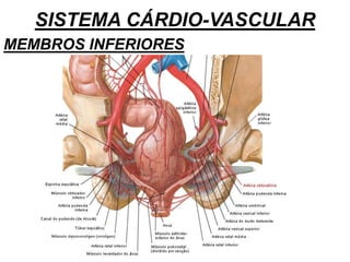SISTEMA CÁRDIO-VASCULAR
MEMBROS INFERIORES
 