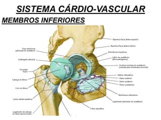 SISTEMA CÁRDIO-VASCULAR
MEMBROS INFERIORES
 