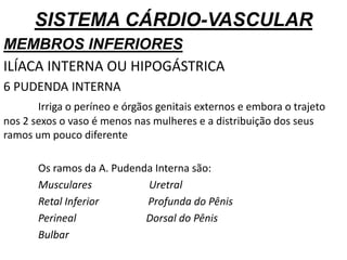 SISTEMA CÁRDIO-VASCULAR
MEMBROS INFERIORES
ILÍACA INTERNA OU HIPOGÁSTRICA
6 PUDENDA INTERNA
Irriga o períneo e órgãos genitais externos e embora o trajeto
nos 2 sexos o vaso é menos nas mulheres e a distribuição dos seus
ramos um pouco diferente
Os ramos da A. Pudenda Interna são:
Musculares Uretral
Retal Inferior Profunda do Pênis
Perineal Dorsal do Pênis
Bulbar
 