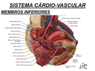 SISTEMA CÁRDIO-VASCULAR
MEMBROS INFERIORES
 