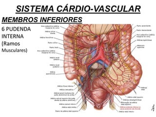 SISTEMA CÁRDIO-VASCULAR
MEMBROS INFERIORES
6 PUDENDA
INTERNA
(Ramos
Musculares)
 