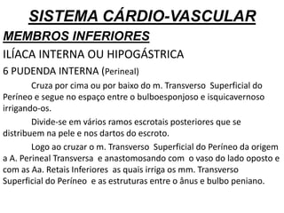 SISTEMA CÁRDIO-VASCULAR
MEMBROS INFERIORES
ILÍACA INTERNA OU HIPOGÁSTRICA
6 PUDENDA INTERNA (Perineal)
Cruza por cima ou por baixo do m. Transverso Superficial do
Períneo e segue no espaço entre o bulboesponjoso e isquicavernoso
irrigando-os.
Divide-se em vários ramos escrotais posteriores que se
distribuem na pele e nos dartos do escroto.
Logo ao cruzar o m. Transverso Superficial do Períneo da origem
a A. Perineal Transversa e anastomosando com o vaso do lado oposto e
com as Aa. Retais Inferiores as quais irriga os mm. Transverso
Superficial do Períneo e as estruturas entre o ânus e bulbo peniano.
 
