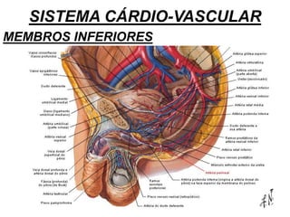 SISTEMA CÁRDIO-VASCULAR
MEMBROS INFERIORES
 
