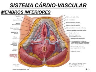 SISTEMA CÁRDIO-VASCULAR
MEMBROS INFERIORES
 
