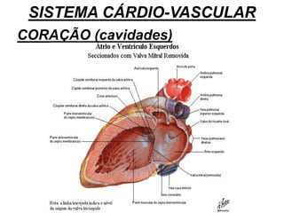SISTEMA CÁRDIO-VASCULAR
CORAÇÃO (cavidades)
 