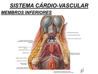SISTEMA CÁRDIO-VASCULAR
MEMBROS INFERIORES
 