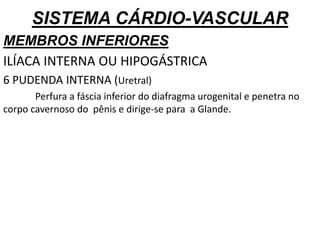 SISTEMA CÁRDIO-VASCULAR
MEMBROS INFERIORES
ILÍACA INTERNA OU HIPOGÁSTRICA
6 PUDENDA INTERNA (Uretral)
Perfura a fáscia inferior do diafragma urogenital e penetra no
corpo cavernoso do pênis e dirige-se para a Glande.
 