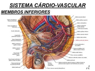 SISTEMA CÁRDIO-VASCULAR
MEMBROS INFERIORES
 