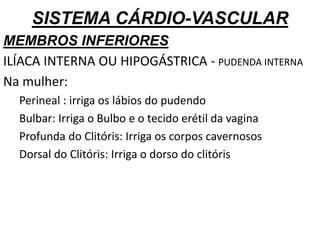 SISTEMA CÁRDIO-VASCULAR
MEMBROS INFERIORES
ILÍACA INTERNA OU HIPOGÁSTRICA - PUDENDA INTERNA
Na mulher:
Perineal : irriga os lábios do pudendo
Bulbar: Irriga o Bulbo e o tecido erétil da vagina
Profunda do Clitóris: Irriga os corpos cavernosos
Dorsal do Clitóris: Irriga o dorso do clitóris
 