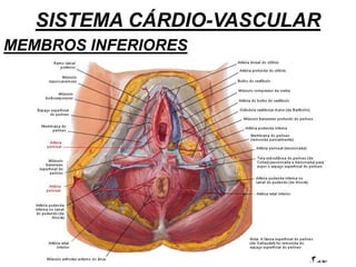 SISTEMA CÁRDIO-VASCULAR
MEMBROS INFERIORES
 