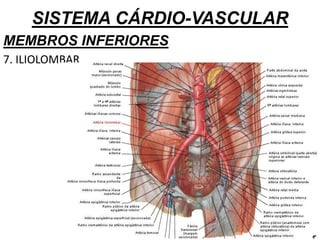 SISTEMA CÁRDIO-VASCULAR
MEMBROS INFERIORES
7. ILIOLOMBAR
 