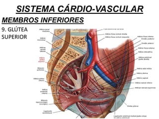 SISTEMA CÁRDIO-VASCULAR
MEMBROS INFERIORES
9. GLÚTEA
SUPERIOR
 