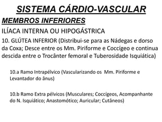 SISTEMA CÁRDIO-VASCULAR
MEMBROS INFERIORES
ILÍACA INTERNA OU HIPOGÁSTRICA
10. GLÚTEA INFERIOR (Distribui-se para as Nádegas e dorso
da Coxa; Desce entre os Mm. Piriforme e Coccígeo e continua
descida entre o Trocânter femoral e Tuberosidade Isquiática)
10.a Ramo Intrapélvico (Vascularizando os Mm. Piriforme e
Levantador do ânus)
10.b Ramo Extra pélvicos (Musculares; Coccígeos, Acompanhante
do N. Isquiático; Anastomótico; Auricular; Cutâneos)
 