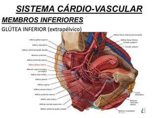 SISTEMA CÁRDIO-VASCULAR
MEMBROS INFERIORES
GLÚTEA INFERIOR (extrapélvico)
 