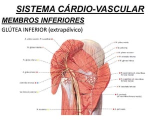 SISTEMA CÁRDIO-VASCULAR
MEMBROS INFERIORES
GLÚTEA INFERIOR (extrapélvico)
 