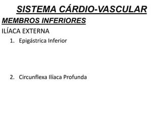 SISTEMA CÁRDIO-VASCULAR
MEMBROS INFERIORES
ILÍACA EXTERNA
1. Epigástrica Inferior
2. Circunflexa Ilíaca Profunda
 