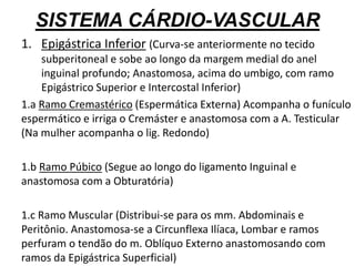 SISTEMA CÁRDIO-VASCULAR
1. Epigástrica Inferior (Curva-se anteriormente no tecido
subperitoneal e sobe ao longo da margem medial do anel
inguinal profundo; Anastomosa, acima do umbigo, com ramo
Epigástrico Superior e Intercostal Inferior)
1.a Ramo Cremastérico (Espermática Externa) Acompanha o funículo
espermático e irriga o Cremáster e anastomosa com a A. Testicular
(Na mulher acompanha o lig. Redondo)
1.b Ramo Púbico (Segue ao longo do ligamento Inguinal e
anastomosa com a Obturatória)
1.c Ramo Muscular (Distribui-se para os mm. Abdominais e
Peritônio. Anastomosa-se a Circunflexa Ilíaca, Lombar e ramos
perfuram o tendão do m. Oblíquo Externo anastomosando com
ramos da Epigástrica Superficial)
 