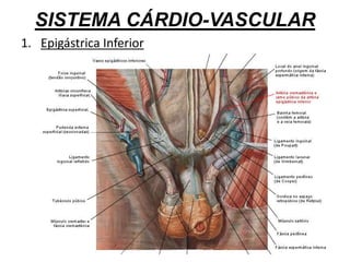 SISTEMA CÁRDIO-VASCULAR
1. Epigástrica Inferior
 