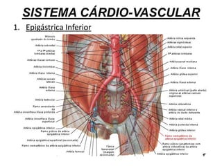 SISTEMA CÁRDIO-VASCULAR
1. Epigástrica Inferior
 