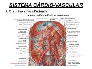 SISTEMA CÁRDIO-VASCULAR
2. Circunflexa Ilíaca Profunda
 