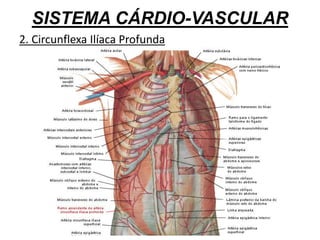 SISTEMA CÁRDIO-VASCULAR
2. Circunflexa Ilíaca Profunda
 