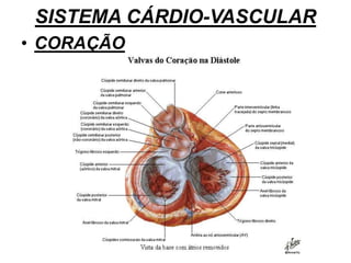 SISTEMA CÁRDIO-VASCULAR
• CORAÇÃO
 
