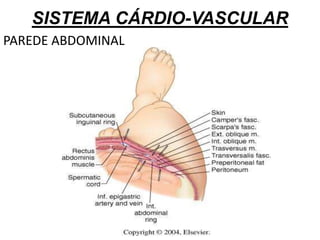 SISTEMA CÁRDIO-VASCULAR
PAREDE ABDOMINAL
 